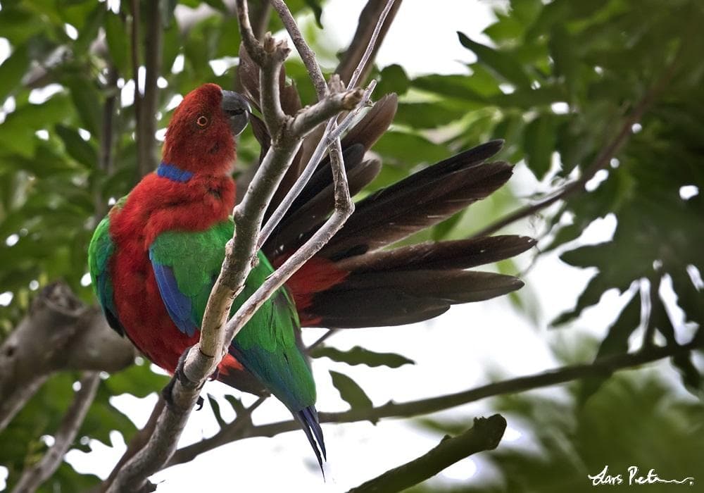 Kadavu Parrot in its natural Fijian rainforest habitat